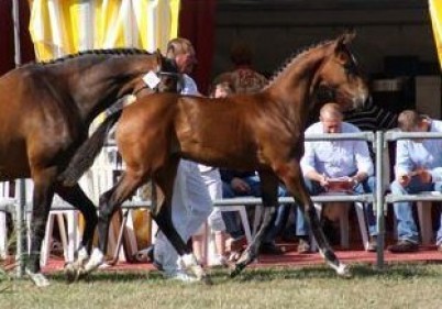 1252067681jasmine (dochter equistro)2.jpg