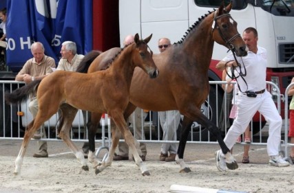 1252069459jasmine (dochter equistro).jpg